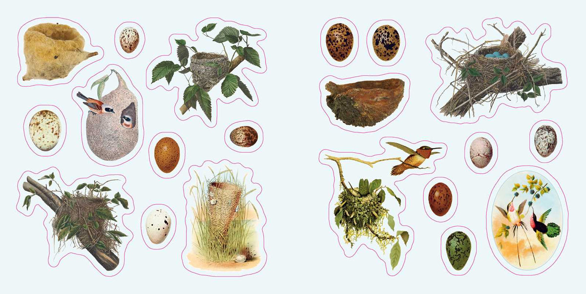 Birds: A Smithsonian Sticker Book By the Smithsonian Institution
