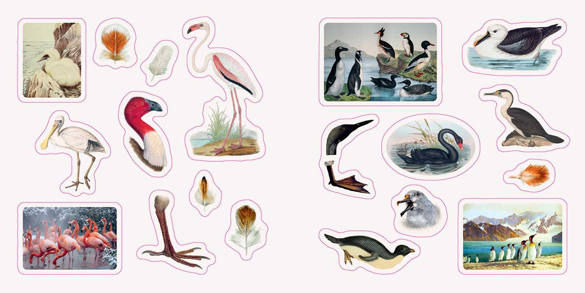 Birds: A Smithsonian Sticker Book By the Smithsonian Institution