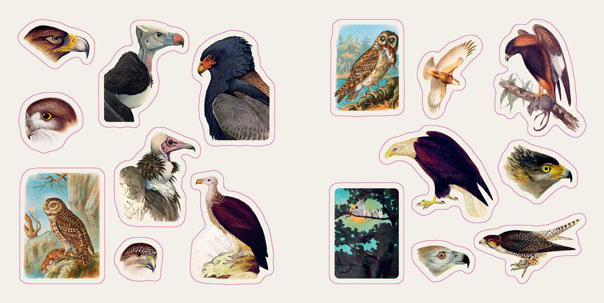 Birds: A Smithsonian Sticker Book By the Smithsonian Institution