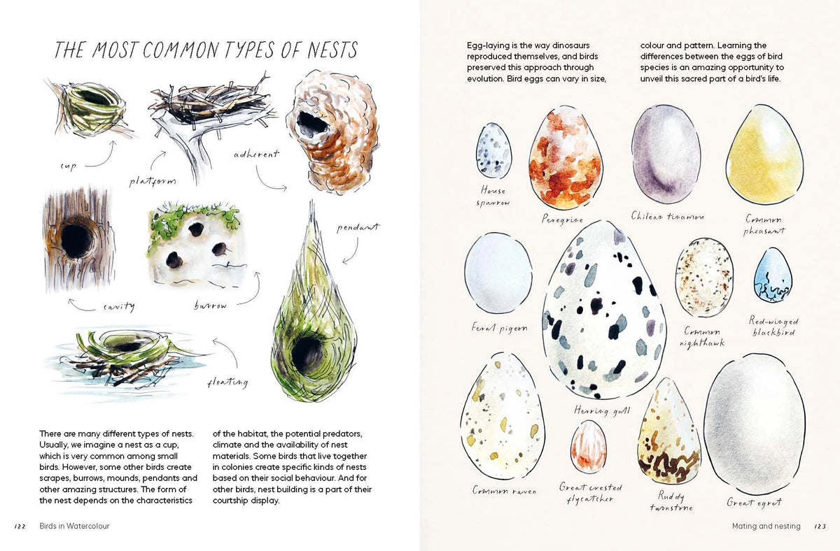Birds in Watercolour: A Beginner's Guide to Drawing and Painting Birds
Discover the joy of drawing and painting birds with this inspiring, accessible guide for bird lovers, budding artists and nature journalers.