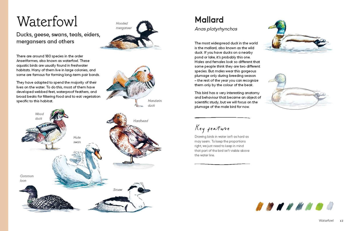 Birds in Watercolour: A Beginner's Guide to Drawing and Painting Birds
Discover the joy of drawing and painting birds with this inspiring, accessible guide for bird lovers, budding artists and nature journalers.
