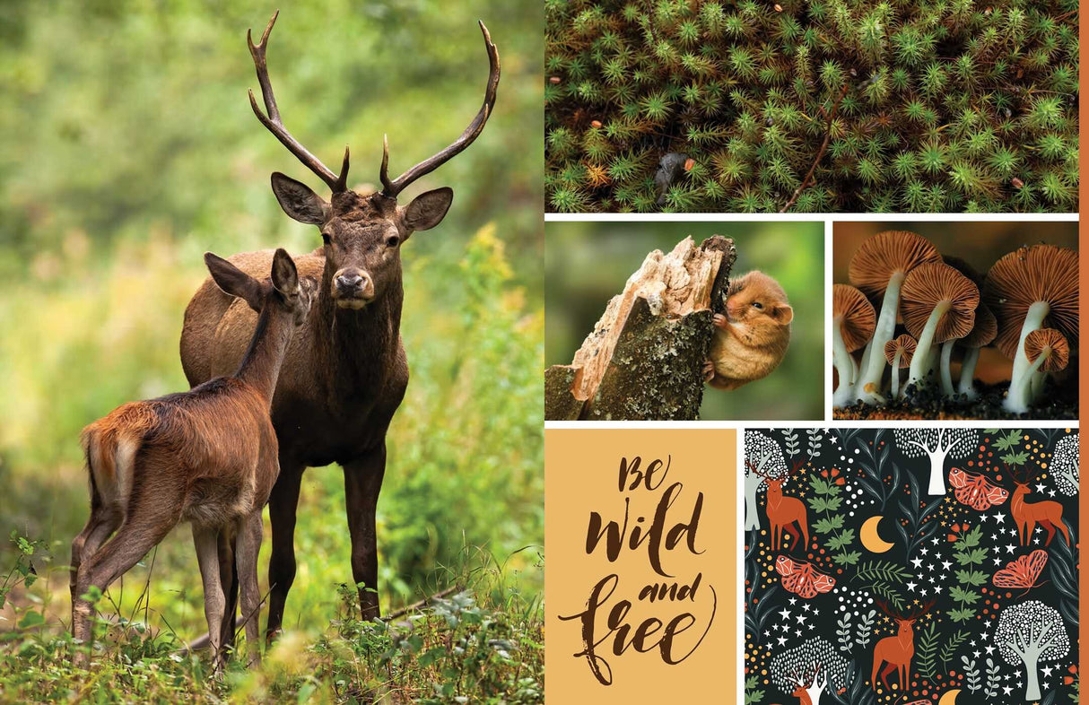 Celebrate the natural beauty of the forest and all the amazing creatures that call it home with vibrant, full-color images ready for you to add to collages, vision boards, scrapbooks, greeting cards, and more. From photographs of wide-eyed owls and bushy-tailed squirrels to botanical illustrations and inspirational quotes, Cut & Collage Woodland Creatures captures the biodiversity and magic of the forest, adding endless possibilities to all of your crafting projects. The only limit is your imagination.