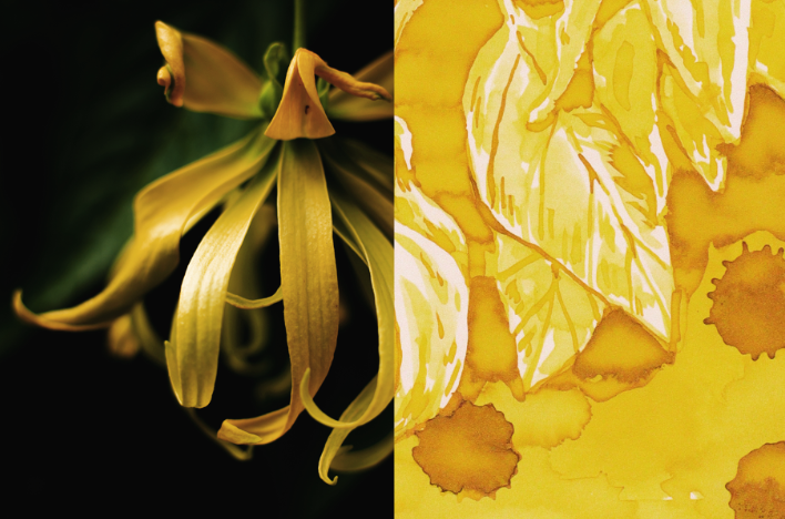 Dominant Industry Scented Ink 25ml - Ylang Ylang