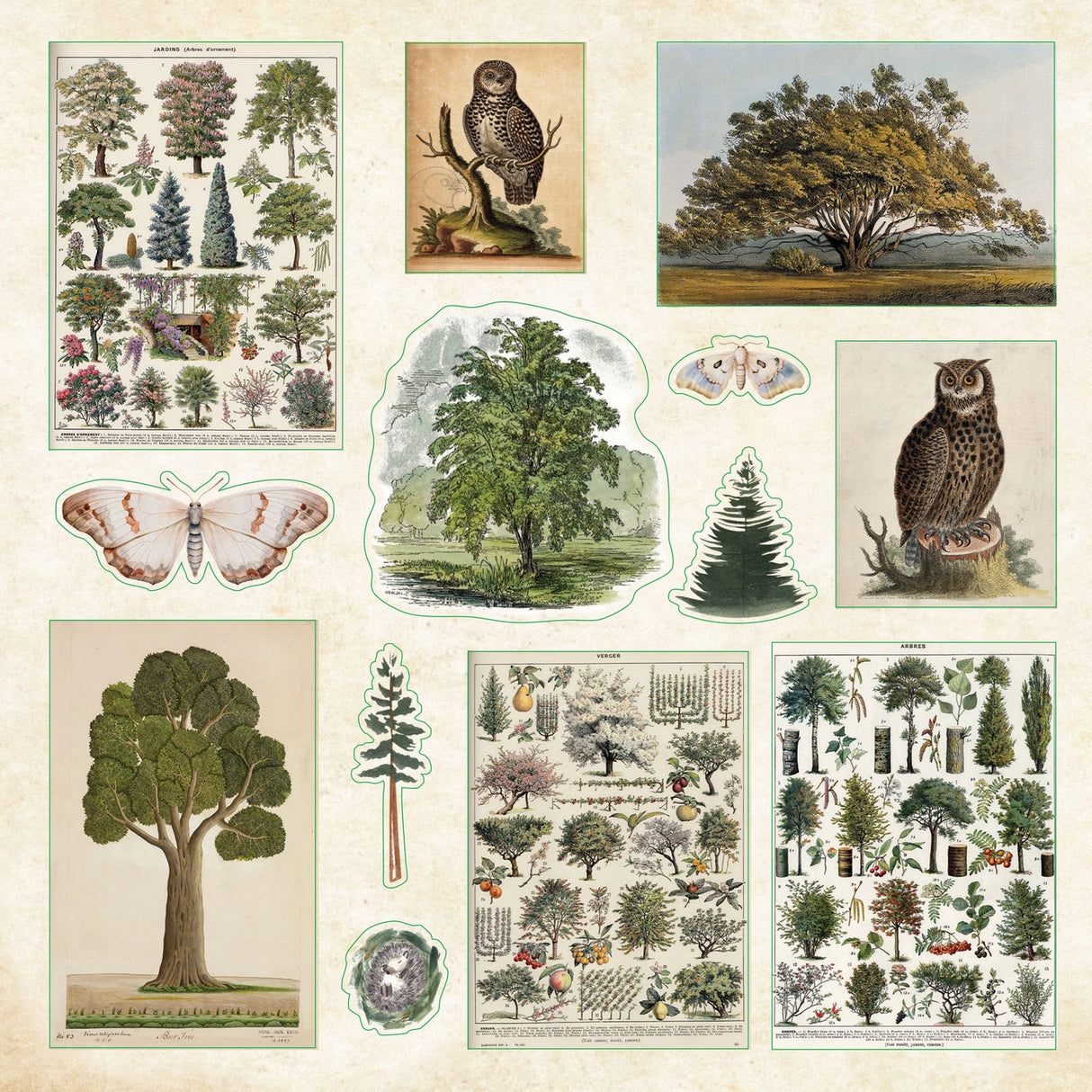 Draw from the power of nature with this fantastic treasury of woodland wonders! 50 vibrant pages brim with more than 800 stickers, all featuring a forest flourish. Eclectic assortment spans a diverse range: birds, insects, animal families, trees, mushrooms, ferns, flowers, fairy folk, seasons, moonlit magic, far-flung landscapes, plus an assortment of woodland borders, labels, seals, and so much more.