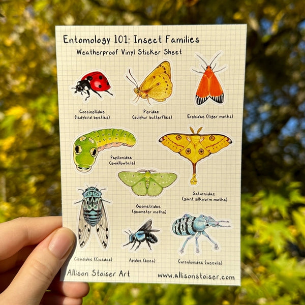 Entomology 101: Insect Families Vinyl Sticker Sheet