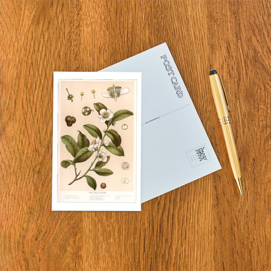 Elevate your inventory with this classic 3.5" x 5.5" postcard featuring an image from our Coffee & Tea collection titled Botanical Image of Tea Plant.