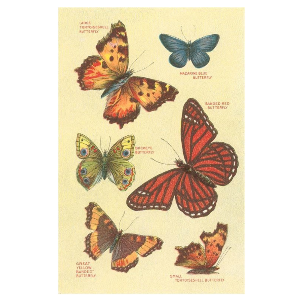 Elevate your inventory with this classic 3.5" x 5.5" postcard featuring an image from our Insects collection titled Butterflies.