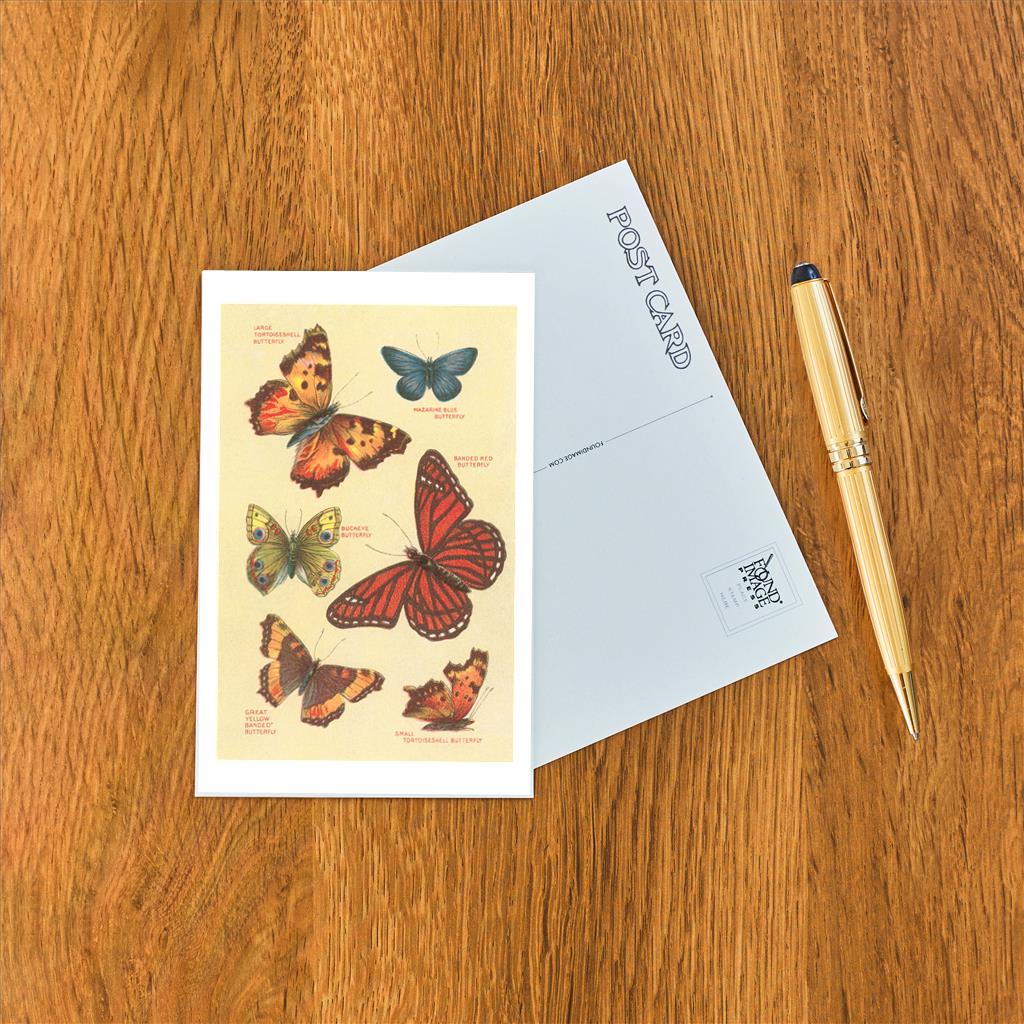 Elevate your inventory with this classic 3.5" x 5.5" postcard featuring an image from our Insects collection titled Butterflies.
