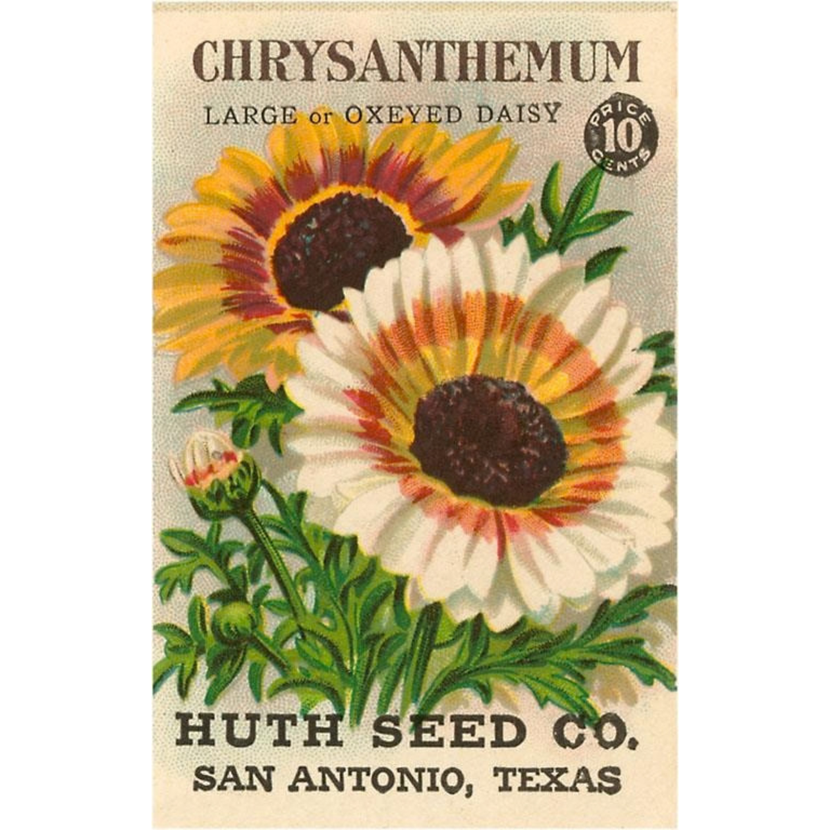 Elevate your inventory with this classic 3.5" x 5.5" postcard featuring an image from our Gardening collection titled Chrysanthemum Seed Packet.
