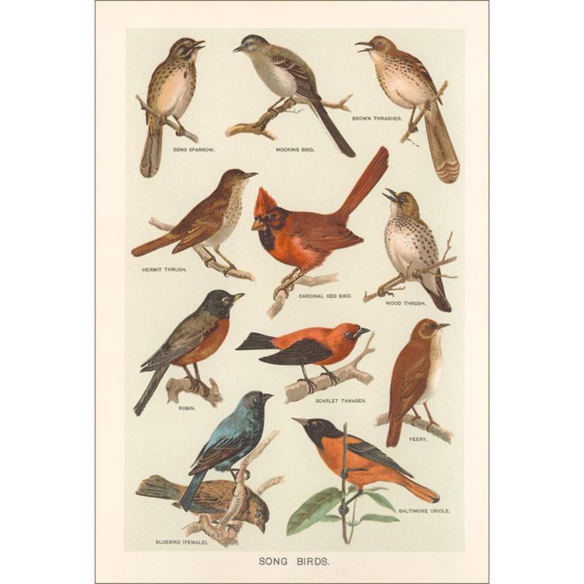 Elevate your inventory with this classic 3.5" x 5.5" postcard featuring an image from our Birds collection titled Songbirds.