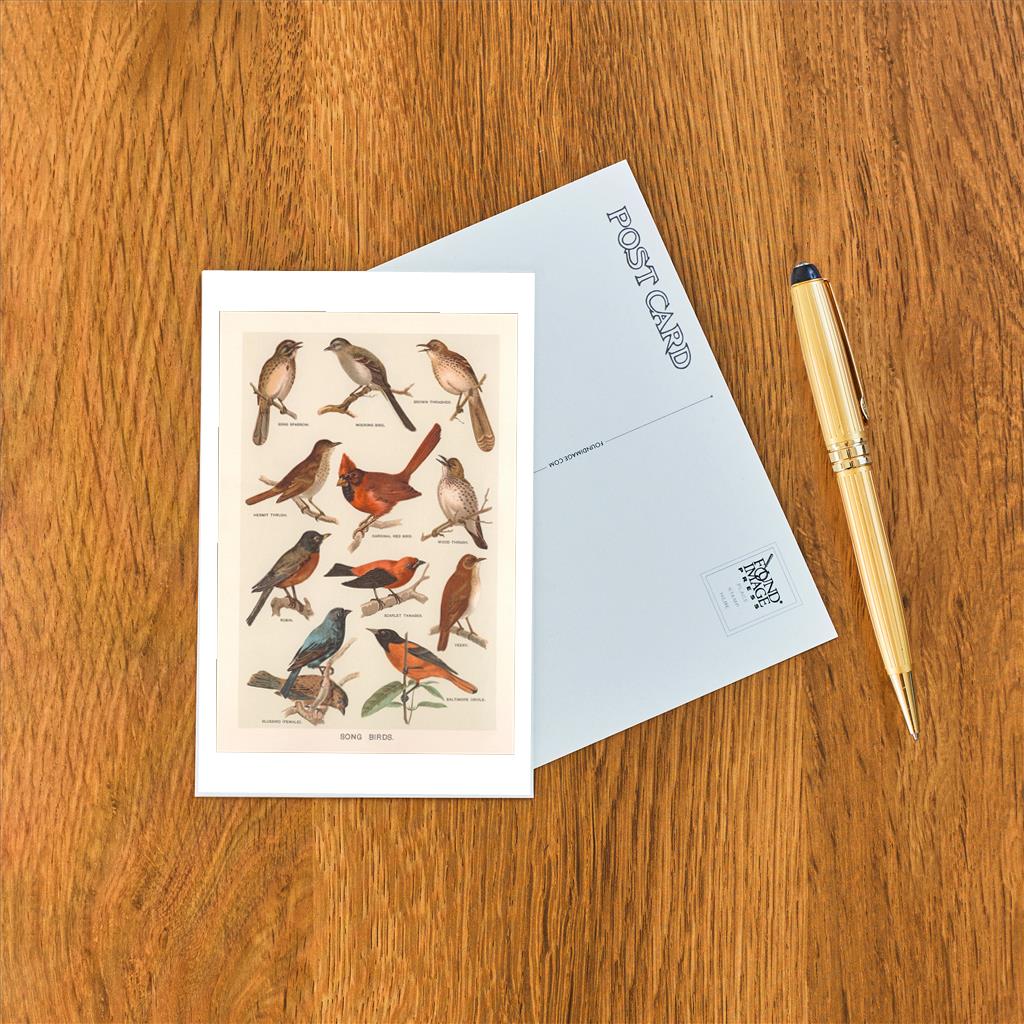 Elevate your inventory with this classic 3.5" x 5.5" postcard featuring an image from our Birds collection titled Songbirds.