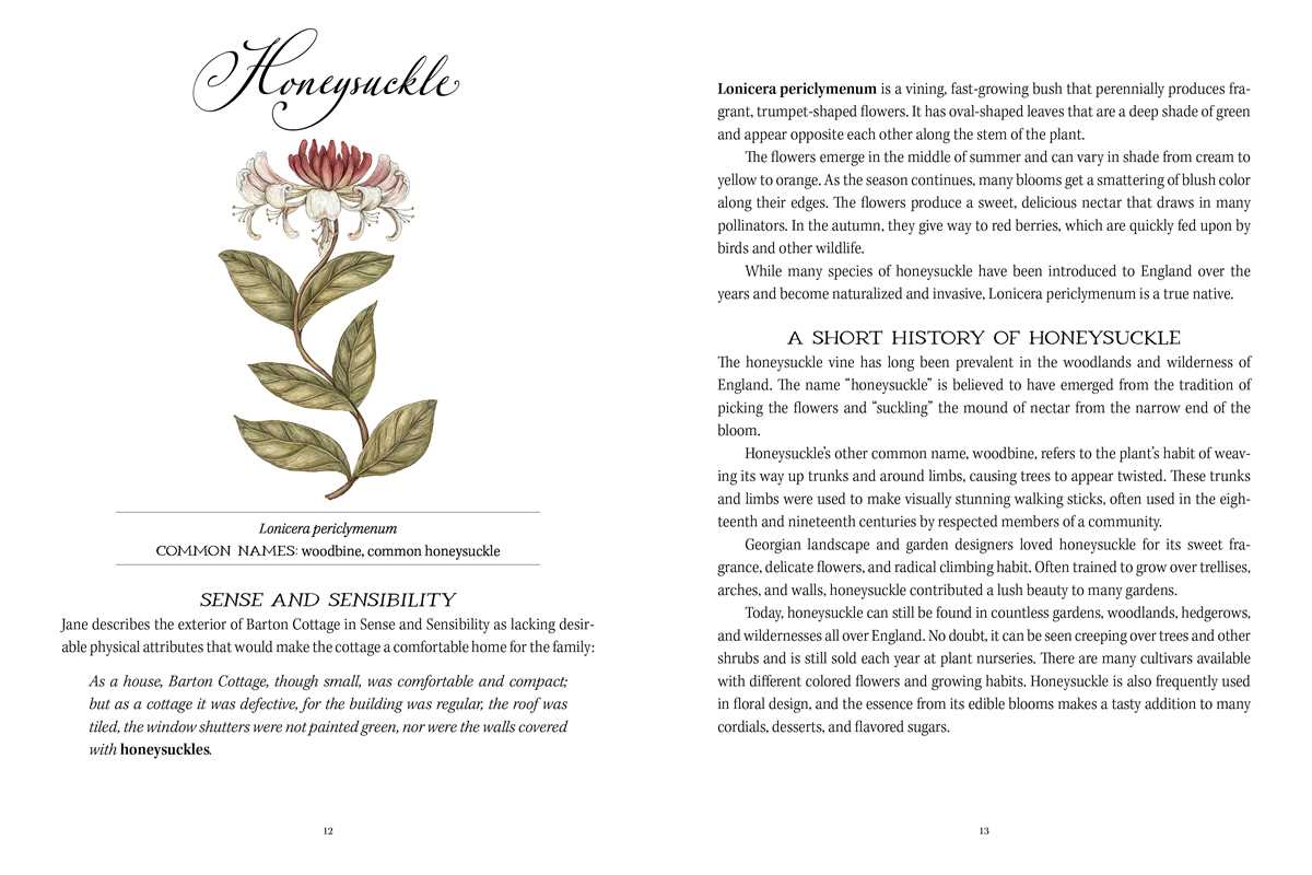An elegantly illustrated celebration of Jane Austen’s life and literature as told through the flowers, plants, and landscapes that inspired her.
New York Times Bestselling Illustrator!
Through explorations of the botanical inspirations and symbolism in Austen’s work and personal life, as well as historical information about the gardens and landscapes of the Regency Era, Jane Austen’s Garden transports readers back in time to the lush English landscape of the early 1800s. 