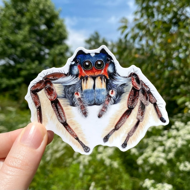 Phidippus Putnami Jumping Spider Vinyl Sticker
