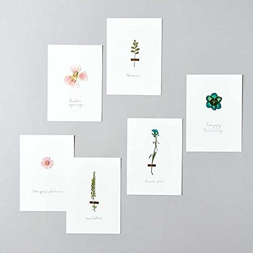 Set de flores y plantas prensadas Sweet Alyssum Blue