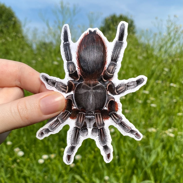 Tarantula Large Vinyl Sticker