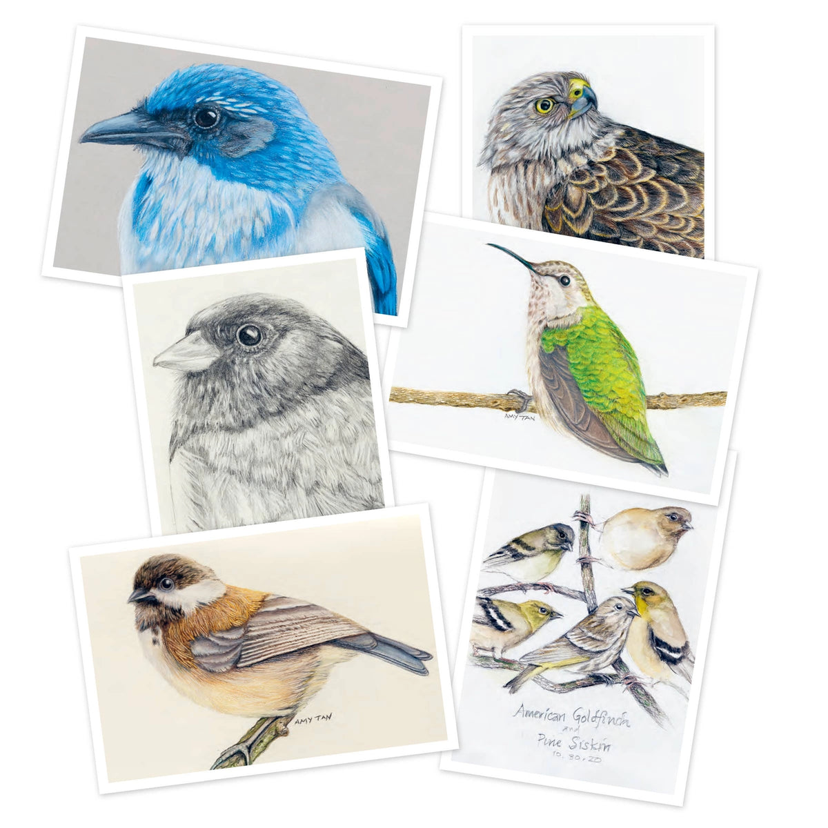 Based on Amy Tan's New York Times best-selling book, The Backyard Bird Chronicles, this collection of 50 postcards features the world renowned author's most beautiful drawings and colorful renderings of the birds that visit her Northern California home.