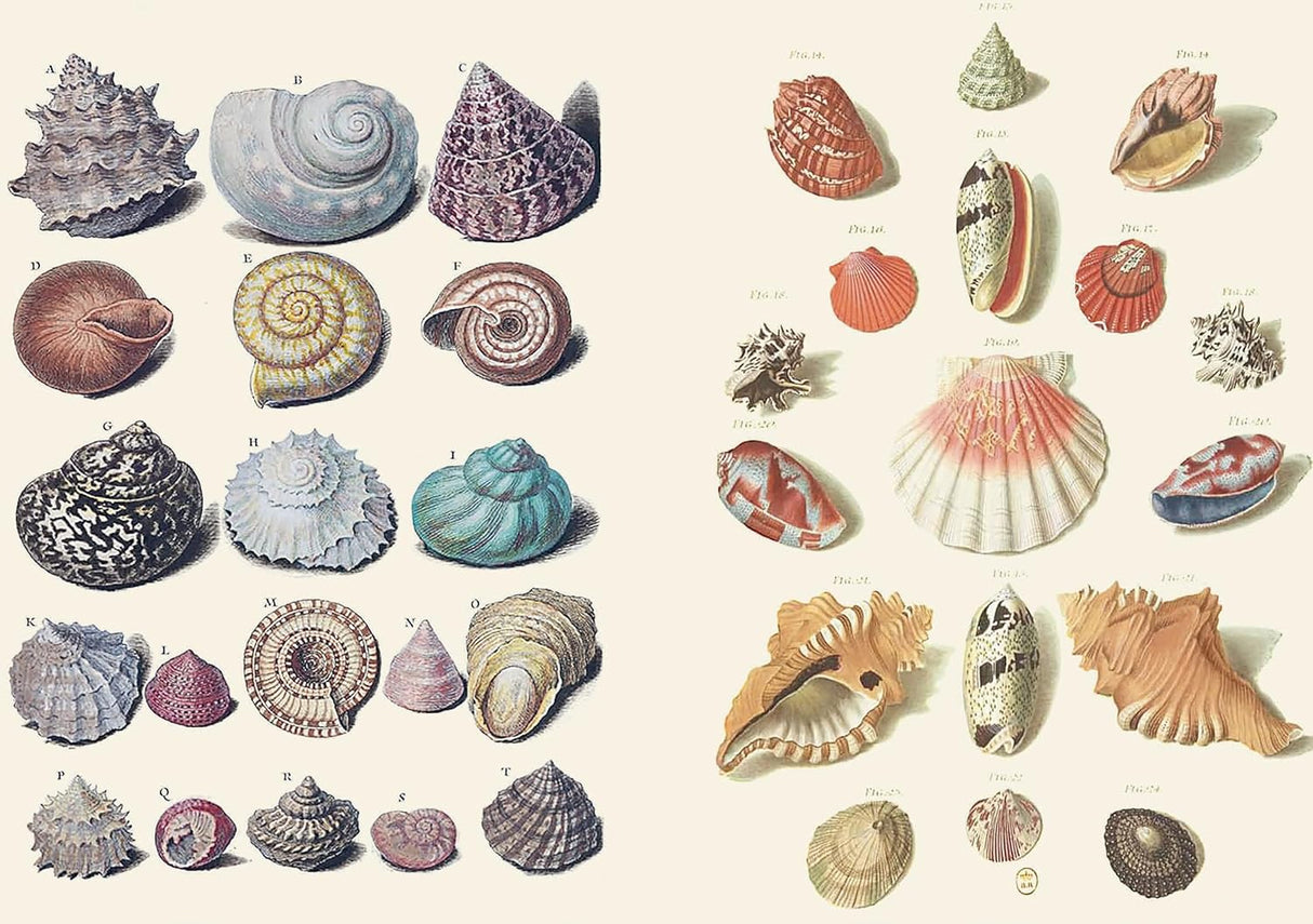 With hundreds of sticky curiosities ready to beautify your junk journal or collage, this book is the perfect companion to The Ransom Note Sticker Book. This cute little sticker book is packed with extraordinary images that can be used for scrapbooks, journals, collaging, and many other creative pursuits.
The stickers are all vintage illustrations. There are 40 spreads of stickers, over 600 altogether, presented in categories and interspersed with quirky vintage backgrounds. Examples include: Vintage cute t