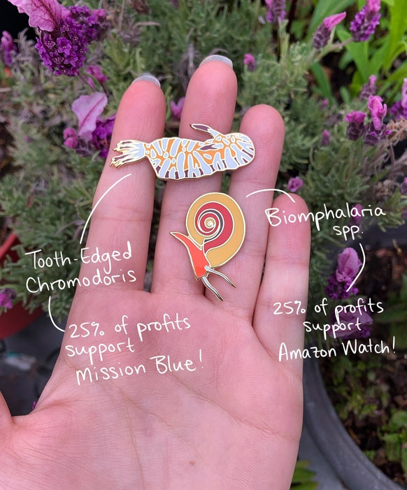 Nudibranquio Chromodoris con borde dentado