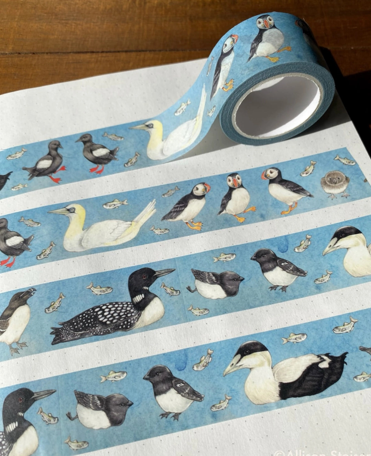 This washi tape features a series of my illustrations of birds of the North Atlantic, including the razorbill, Atlantic puffin chicks, Wilson's storm petrel, the double-crested cormorant, Atlantic puffins, the common eider, the common loon, the Northern gannet, the dovekie, the common tern and chick, and the black guillemot.