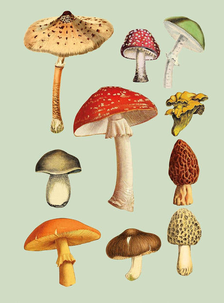 Antiquarian Sticker Book: 1000+ Victorian Stickers