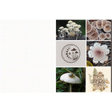 Featuring more than 400 photos and illustrations, Cut &amp; Collage Mushrooms and Fungi invites you to cut out and piece together your own works of art inspired by the treasures found on the forest floor.

Let your creativity and imagination roam free as you create collages, scrapbooks, vision boards, and more by mixing and matching vibrant colors and textures. Stunning photographs and illustrations on high-quality glossy paper showcase the beauty and magic of the fungus kingdom, including macro photography