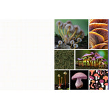 Featuring more than 400 photos and illustrations, Cut &amp; Collage Mushrooms and Fungi invites you to cut out and piece together your own works of art inspired by the treasures found on the forest floor.

Let your creativity and imagination roam free as you create collages, scrapbooks, vision boards, and more by mixing and matching vibrant colors and textures. Stunning photographs and illustrations on high-quality glossy paper showcase the beauty and magic of the fungus kingdom, including macro photography