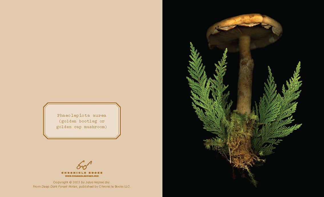 These luminous notecards capture the beauty of the forest floor, from ferns to fungi.

Share the wonders of the woods with fellow nature lovers. Julya Hajnoczky's photographs celebrate the oft-overlooked world of mushrooms, mosses, ferns, and other foraged treasures. Carefully arranged against striking black backgrounds, these portraits of biodiversity lend a fresh and sophisticated touch to your handwritten messages.