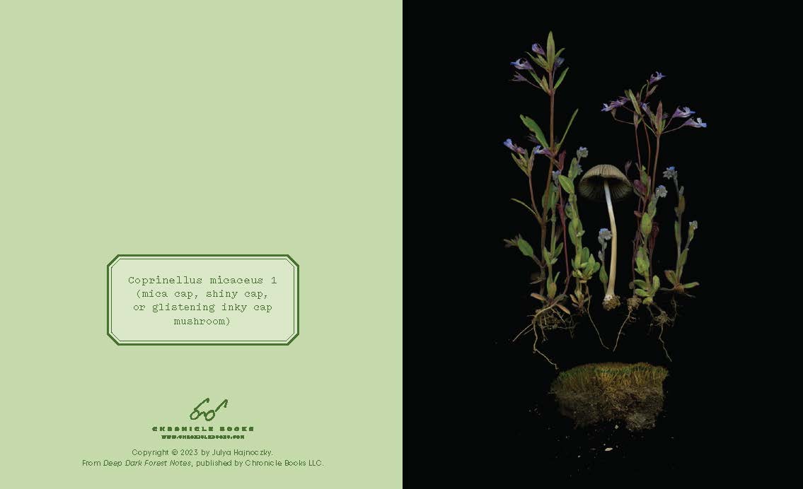 These luminous notecards capture the beauty of the forest floor, from ferns to fungi.

Share the wonders of the woods with fellow nature lovers. Julya Hajnoczky's photographs celebrate the oft-overlooked world of mushrooms, mosses, ferns, and other foraged treasures. Carefully arranged against striking black backgrounds, these portraits of biodiversity lend a fresh and sophisticated touch to your handwritten messages.