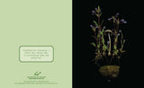 These luminous notecards capture the beauty of the forest floor, from ferns to fungi.

Share the wonders of the woods with fellow nature lovers. Julya Hajnoczky's photographs celebrate the oft-overlooked world of mushrooms, mosses, ferns, and other foraged treasures. Carefully arranged against striking black backgrounds, these portraits of biodiversity lend a fresh and sophisticated touch to your handwritten messages.