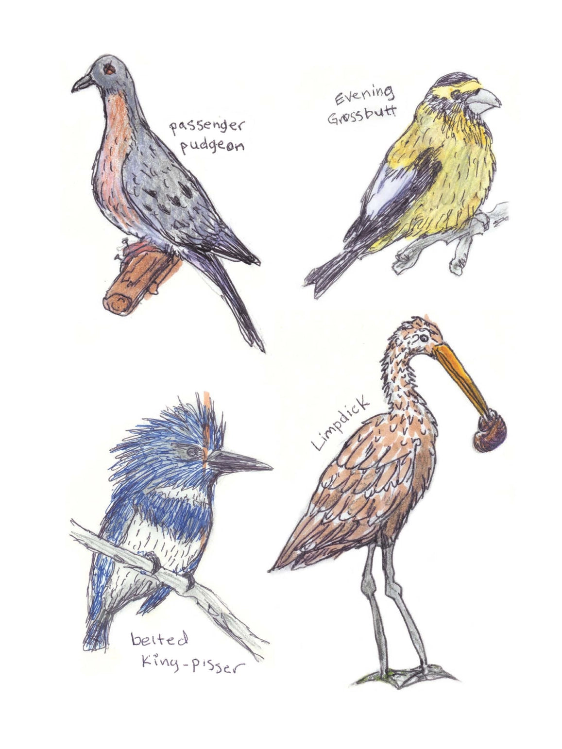 Field Guide To Dumb Birds Sticker Book