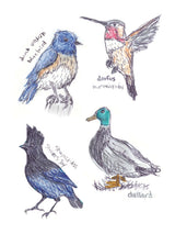 Field Guide To Dumb Birds Sticker Book