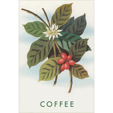 Elevate your inventory with this classic 3.5" x 5.5" postcard featuring an image from our Coffee & Tea collection titled Coffee Plant.

It captures a nostalgic, vintage-inspired aesthetic that customers love. Perfect for adding a charming, retro flair to your repertoire.