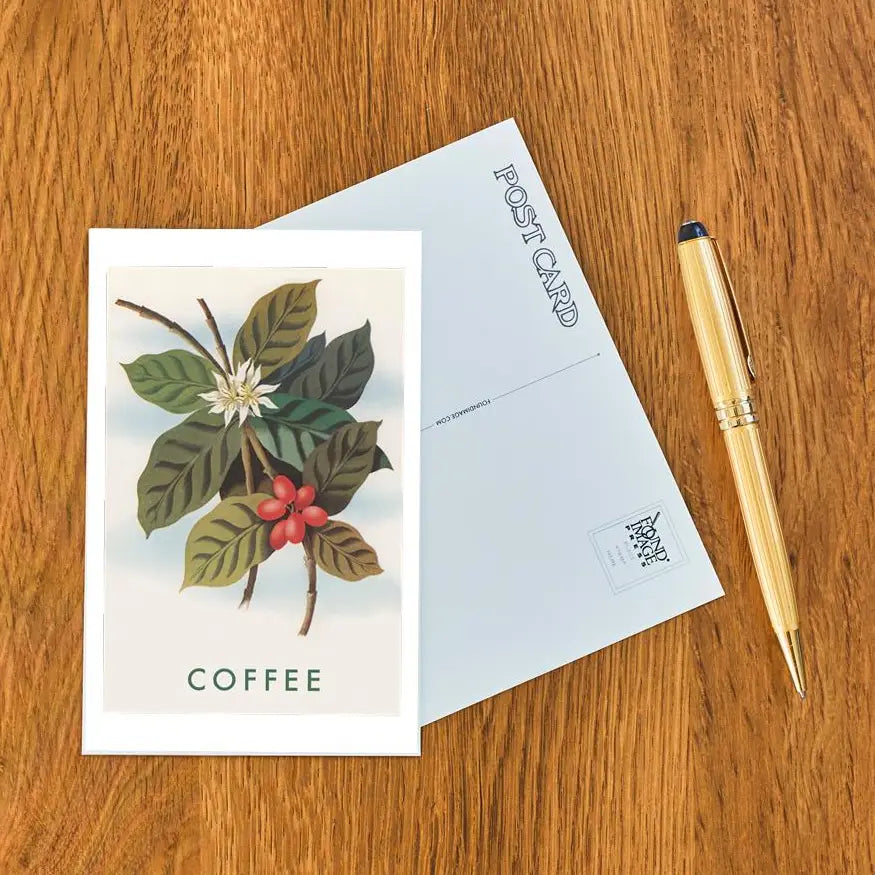 Elevate your inventory with this classic 3.5" x 5.5" postcard featuring an image from our Coffee & Tea collection titled Coffee Plant.

It captures a nostalgic, vintage-inspired aesthetic that customers love. Perfect for adding a charming, retro flair to your repertoire.