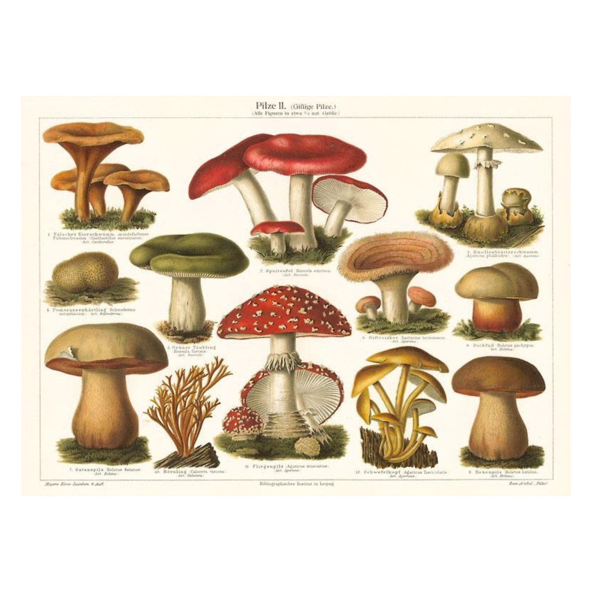 Elevate your inventory with this classic 3.5" x 5.5" postcard featuring an image from our Botanicals collection titled Varieties of Mushroom.