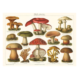 Elevate your inventory with this classic 3.5" x 5.5" postcard featuring an image from our Botanicals collection titled Varieties of Mushroom.