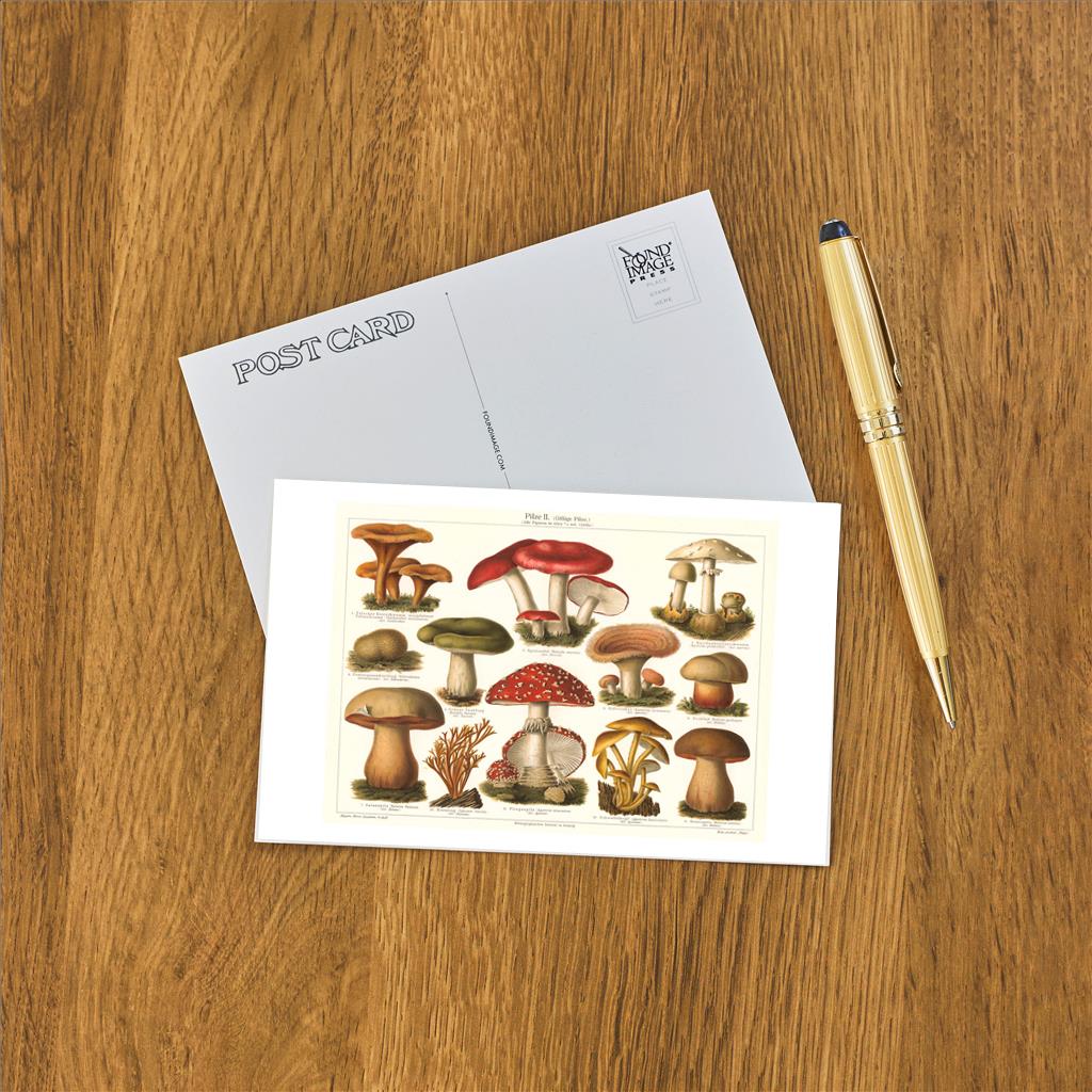 Elevate your inventory with this classic 3.5" x 5.5" postcard featuring an image from our Botanicals collection titled Varieties of Mushroom.