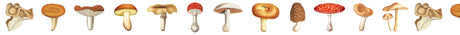 MT ex Washi Tape - Mushroom