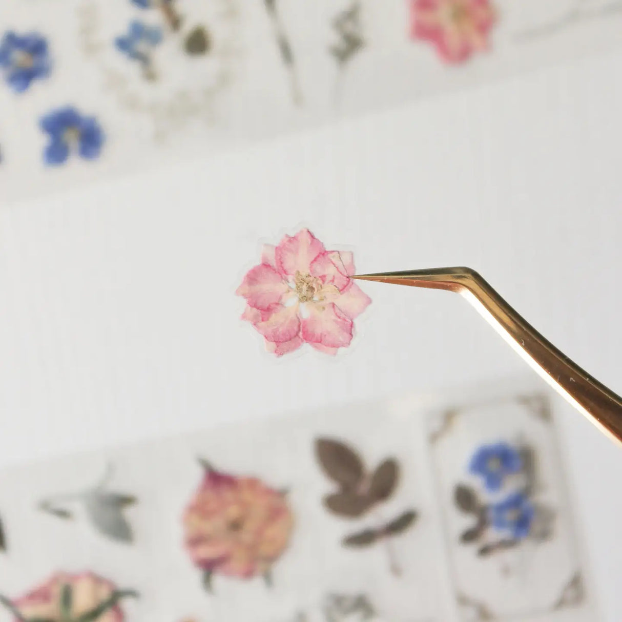 This pressed flower PET tape is designed for journalers, botanical enthusiasts, and stationery lovers drawn to the delicate beauty of real pressed florals. Featuring scanned camellias, delphiniums, blue cardinals, and plum blossoms, each flower is pre-cut and ready to peel.

Extra wide at 50mm with a shiny finish that layers beautifully over any journal page, envelope, or scrapbook layout.

Size: 50mm x 10m