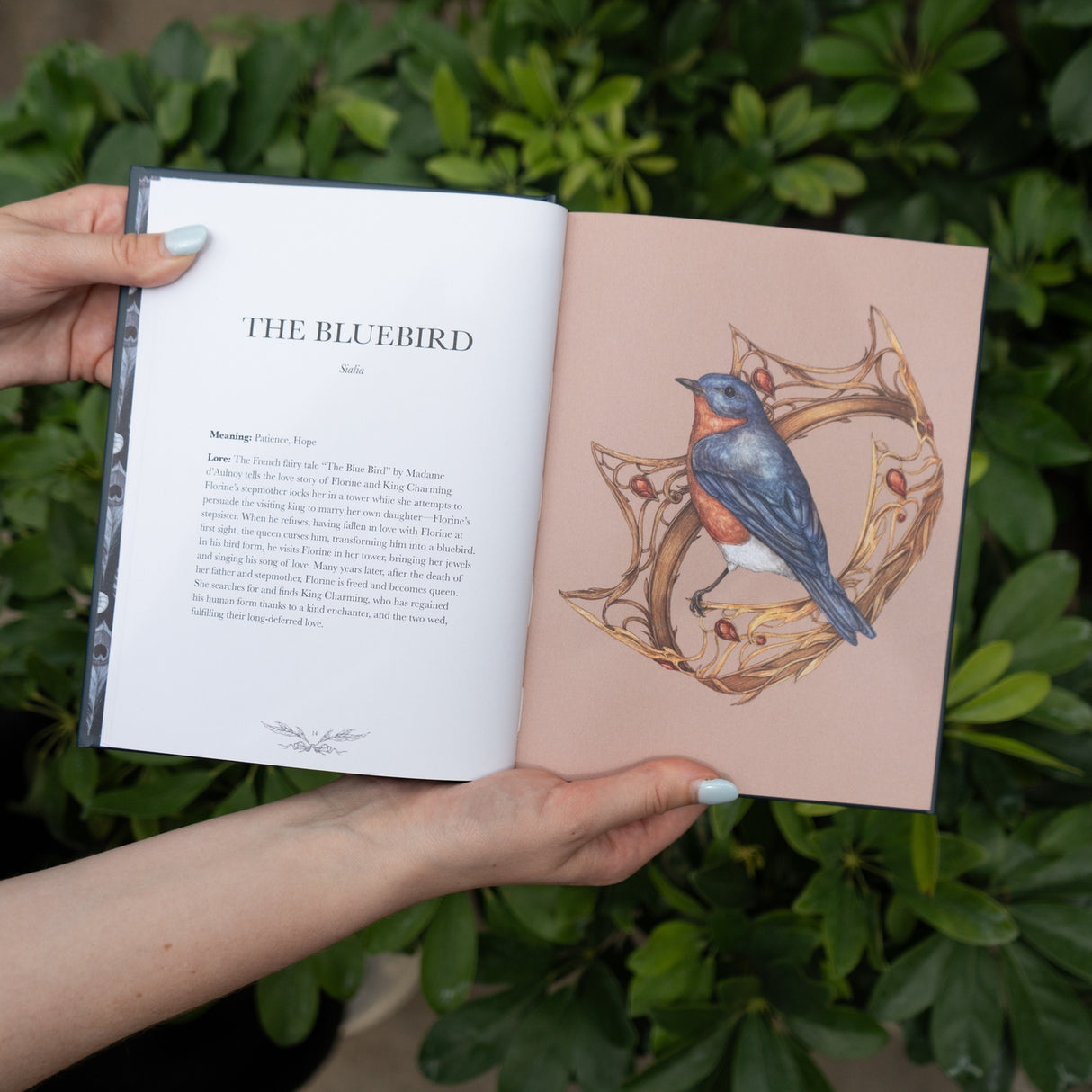 Ornithography By Jessica Roux