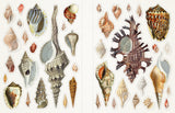 Welcome to Aquatopia where tropical marine plants and coral flourish, lost treasures twinkle on the ocean floor, and sea animals and mermaids reign supreme. Invite magic and whimsy into your life with this rich adult sticker book, filled with curated images from times of yore, the natural world, and the realms beyond.

This sticker book contains more than 1,000 stickers with beautiful vintage images. More than 65 sheets of wood-free matte stickers, excellent for coloring, scrapbooking, decorating letters, a