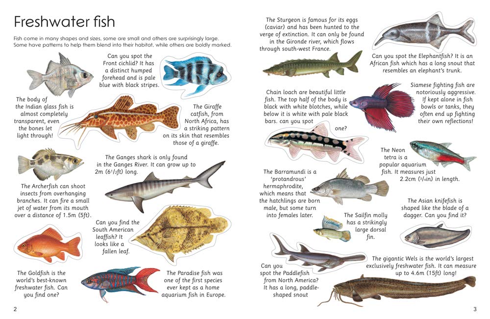 Ultimate Fish & Sea Life Sticker Book with 100 Amazing Stickers By Armadillo Press