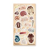 🌀🔍 Catalogued from the depths of some fantastical seaside archive, @dacachifujino’s curious specimens are like discoveries from a mysterious ocean museum. From spiraled shells and ancient trilobites to handwritten tags and explorer notes, this sheet was made for anyone who loves their natural history with a dash of wonder.

Art by: @dacachifujino