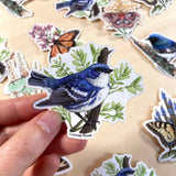 Cerulean Warbler Vinyl Sticker