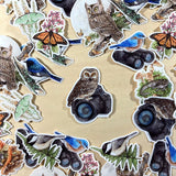 Owl On Camera Vinyl Sticker