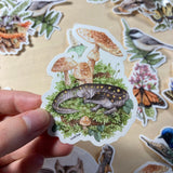 Spotted Salamander with Blusher Mushrooms Vinyl Sticker