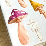 Mushroom Study Wide Washi Tape