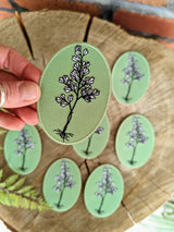 Maidenhair Fern Patch