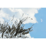 Hobonichi Techo 2026 Original Book & Cover - Kyohei Sakaguchi: Field Sky [ENG/A6/Jan Start]