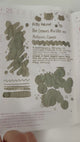 Kitty Inkpot – The Leaves Rustle as Autumn Comes Ink 木叶动秋声 (2025 Fall Limited Edition)