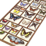 Mind Wave Seals Butterfly World Specimen Sticker, made in Japan.  標本箱シール 80703 蝶の世界